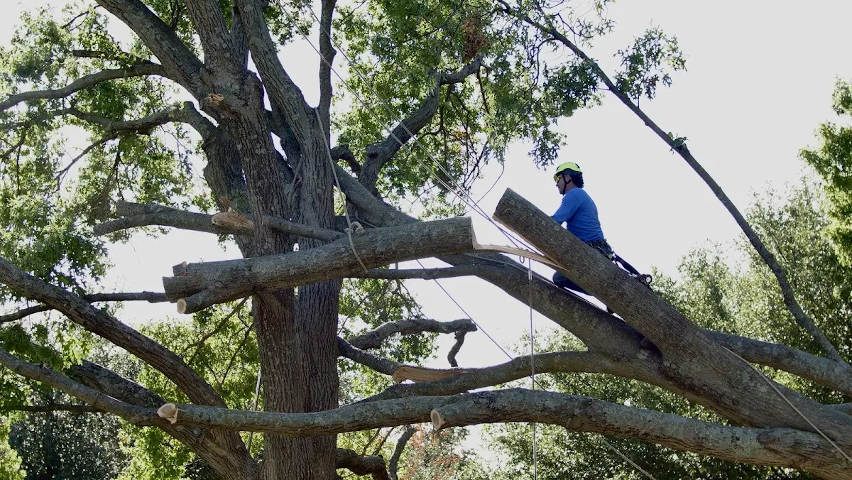 Professional Crown Thinning performed by certified arborists in Hannibal